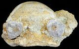 Fossil Brontotherium (Titanothere) Vertebrae - South Dakota #53683-2